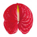 Flamingo Flower (Anthurium)